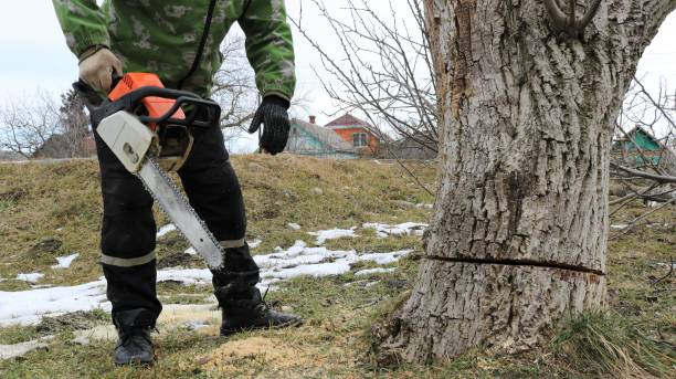 Tree Felling