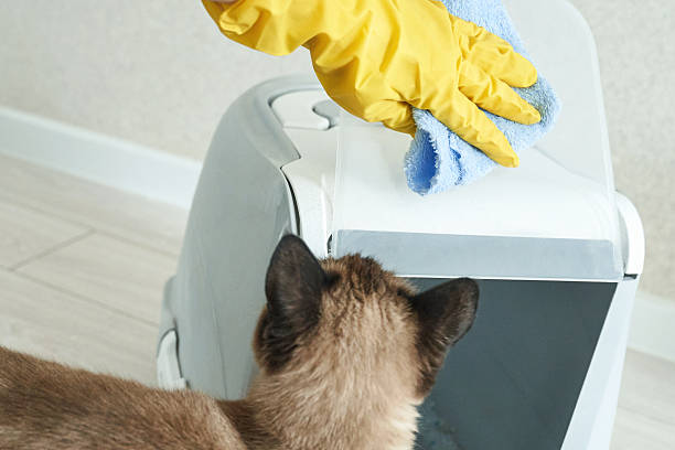 pet urine removal in Fairfax