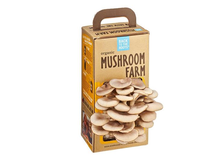Custom Mushroom Boxes