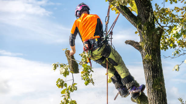 Tree Maintenance Lancashire